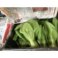 Chinese  Asian vegetable green cabbage pakchoy seeds 1kg/bag